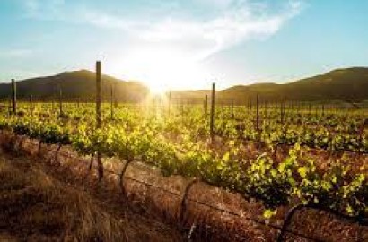 Culinary Delights and Wine Marvels: Exploring the Finest Restaurants and Wineries of Valle de Guadalupe in Ensenada